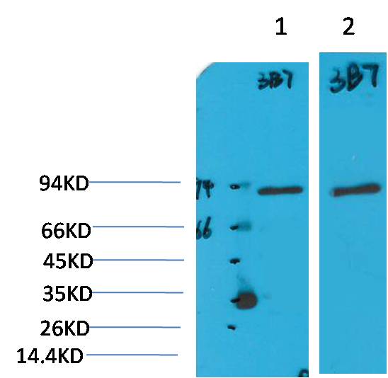PI3 Kinase P85Alpha Monoclonal Antibody (3B7)