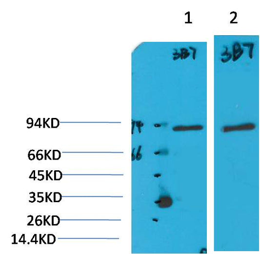 PI3 Kinase P85Alpha Monoclonal Antibody (3B7)