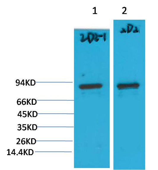PI3 Kinase P85Alpha Monoclonal Antibody (2D2)