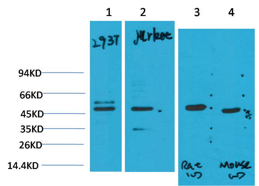 Smad3 Monoclonal Antibody (8B5)