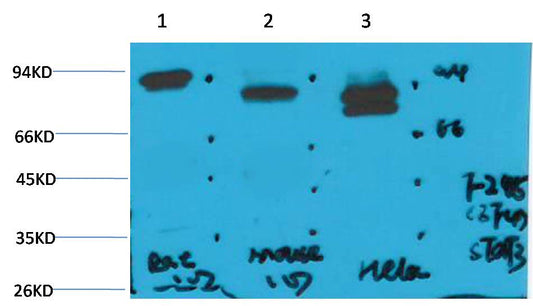 STAT3 Monoclonal Antibody (3F4)