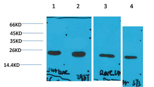 Cyclophilin B Monoclonal Antibody (2B10)