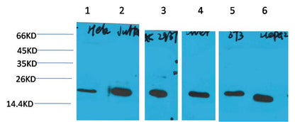 Cyclophilin B Monoclonal Antibody (1B3)