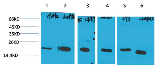 Cyclophilin B Monoclonal Antibody (1B3)