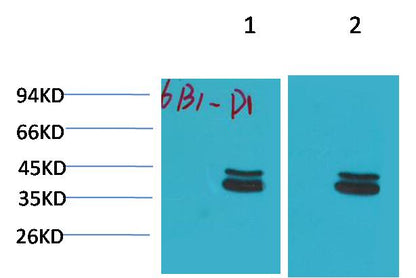 P44 42 MAPK (ERK1 2) Monoclonal Antibody (6B1)