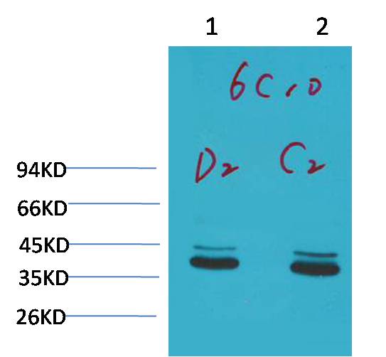 P44 42 MAPK (ERK1 2) Monoclonal Antibody (6C10)