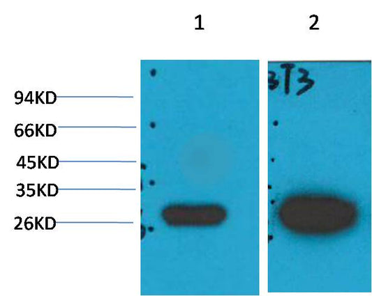 Galectin-3 Monoclonal Antibody (8D7)