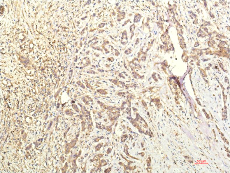 STAT1 Monoclonal Antibody (8H11)