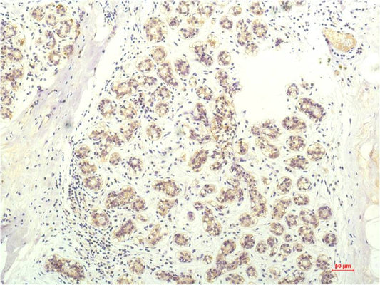 STAT1 Monoclonal Antibody (5H7)