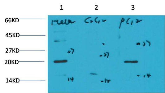 Bax Monoclonal Antibody (6F11)