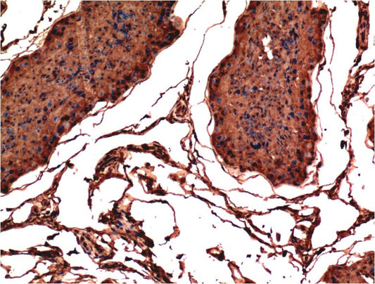 Bax Monoclonal Antibody (1C1)