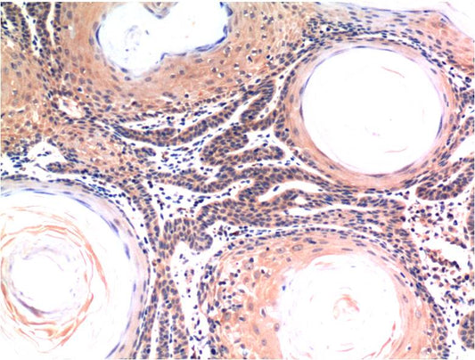 Caspase-3 Monoclonal Antibody (5H10)