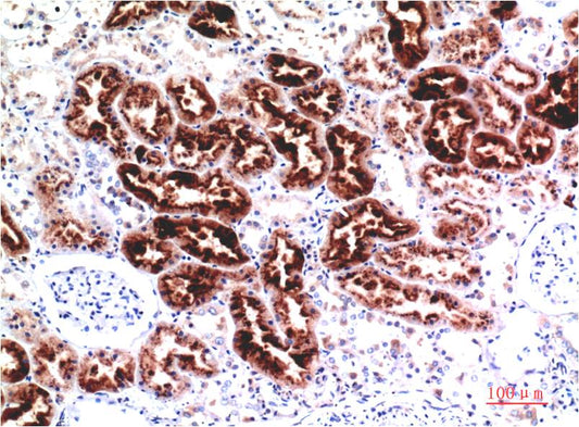 Cystatin C Monoclonal Antibody (7F11)
