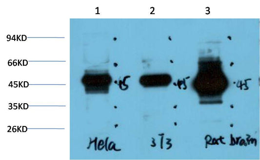 GSK 3Beta Monoclonal Antibody (1A6)