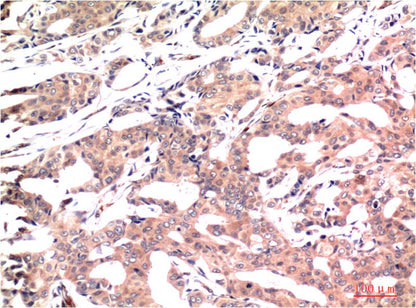 GSK 3Beta Monoclonal Antibody (1A6)