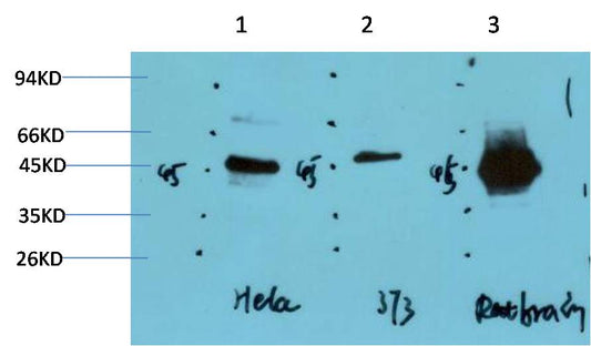 GSK 3Beta Monoclonal Antibody (2C6)