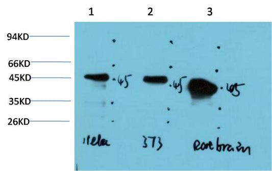 GSK 3Beta Monoclonal Antibody (4D2)