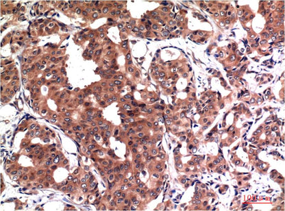 GSK 3Beta Monoclonal Antibody (4D2)