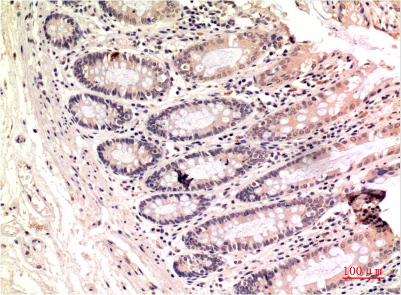 Gamma Tubulin Monoclonal Antibody (4A4)