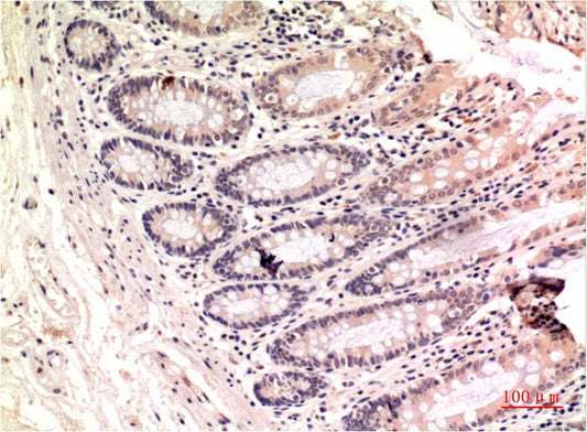 Gamma Tubulin Monoclonal Antibody (4A4)