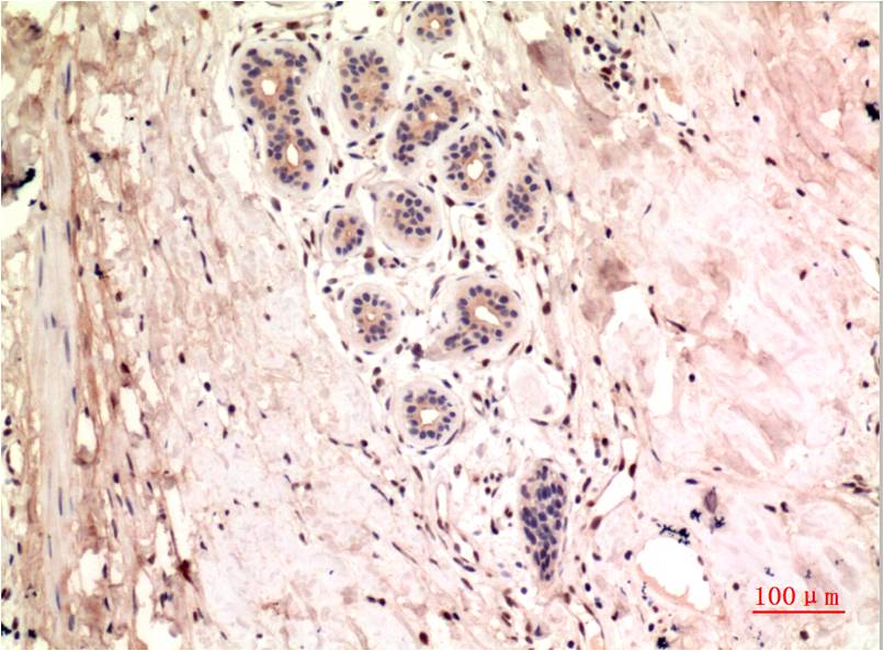 Gamma Tubulin Monoclonal Antibody (4A4)
