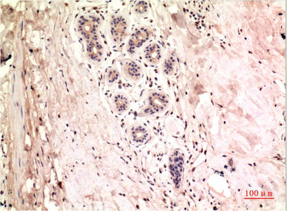 Gamma Tubulin Monoclonal Antibody (4A4)
