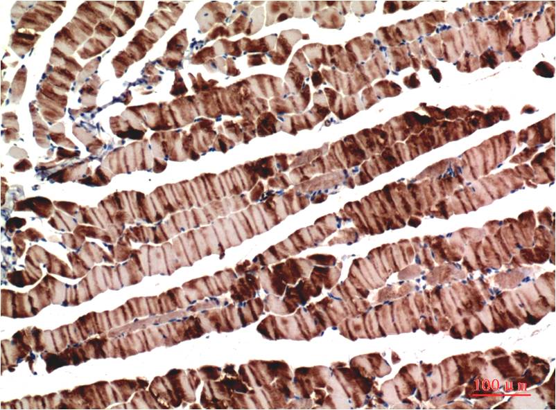 Muscle Actin Monoclonal Antibody (3E9)