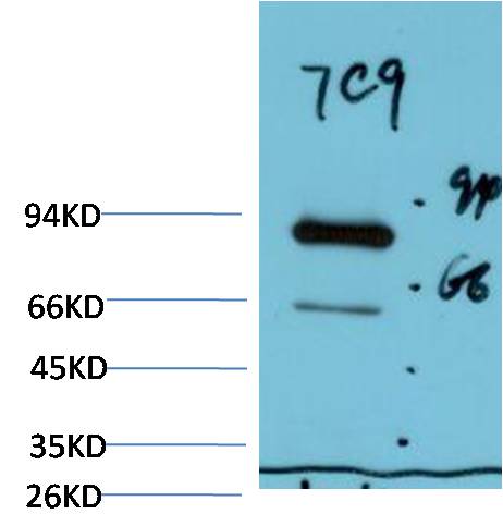 Luciferase Monoclonal Antibody (7C9)