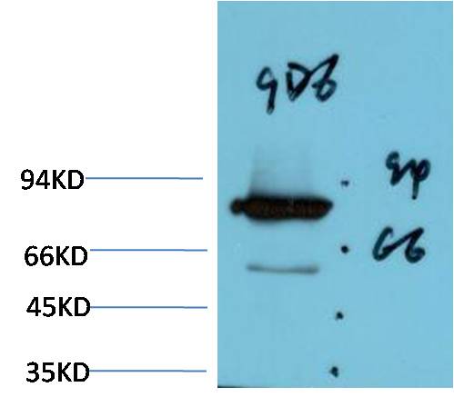 Luciferase Monoclonal Antibody (9D6)