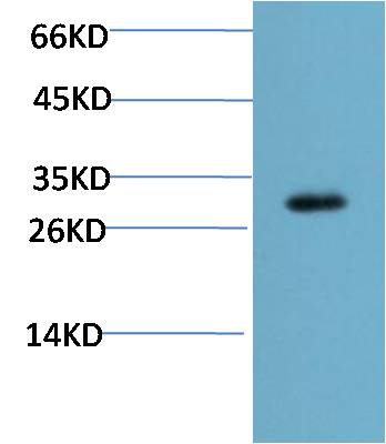 CHOP Monoclonal Antibody (2B1)