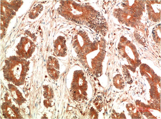 c-Jun Monoclonal Antibody (4G10)