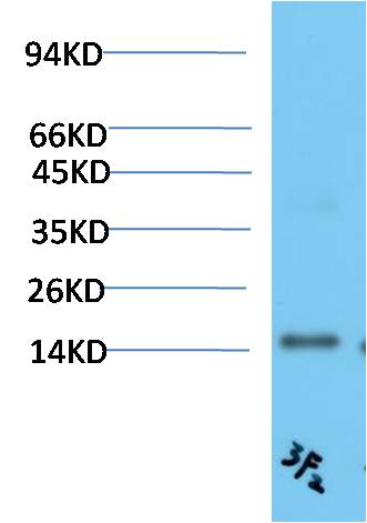 TTR Monoclonal Antibody (3F2)