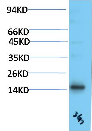 TTR Monoclonal Antibody (3G7)