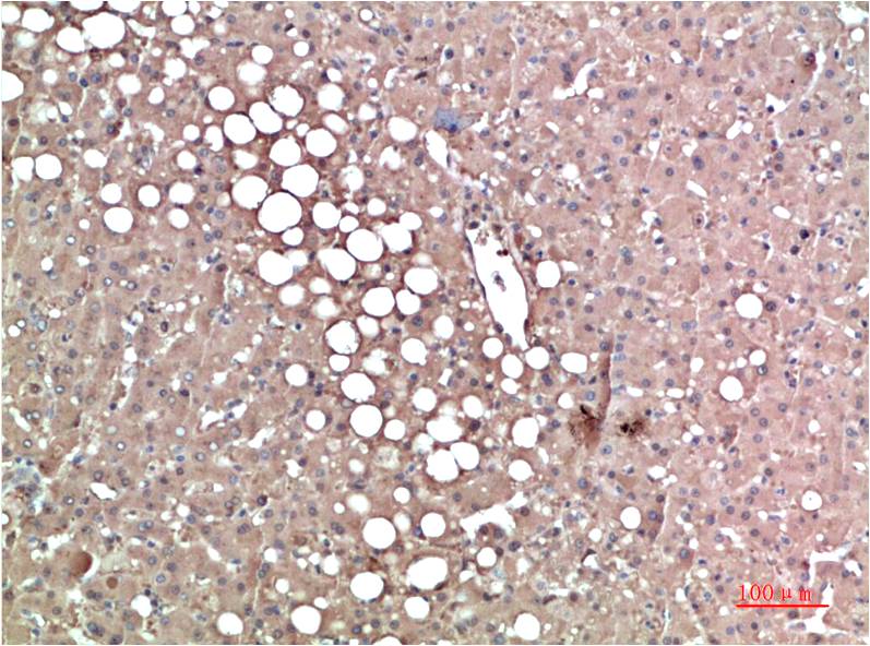TTR Monoclonal Antibody (3G7)
