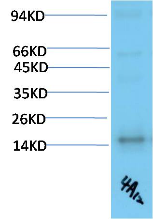 TTR Monoclonal Antibody (4A12)