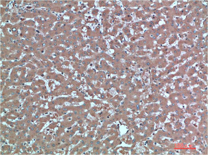 TTR Monoclonal Antibody (4A12)