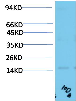TTR Monoclonal Antibody (10D8)