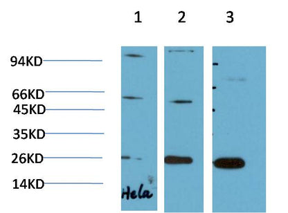 HP-1 Gamma Monoclonal Antibody (2F5）