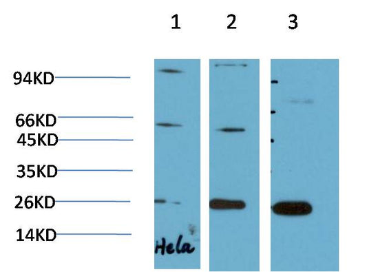HP-1 Gamma Monoclonal Antibody (2F5）