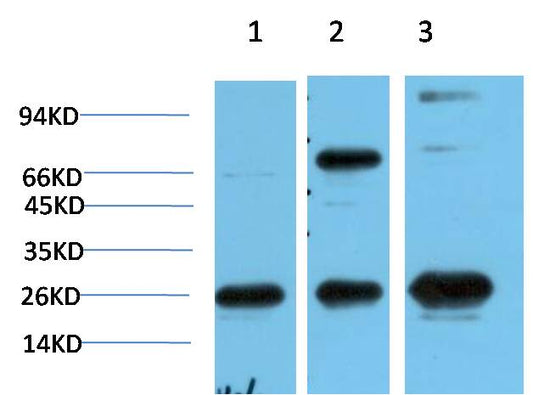 HP-1 Gamma Monoclonal Antibody (3B9）