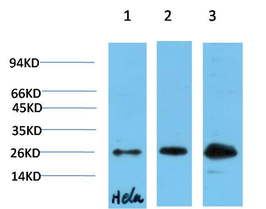 HP-1 Gamma Monoclonal Antibody (4F4）