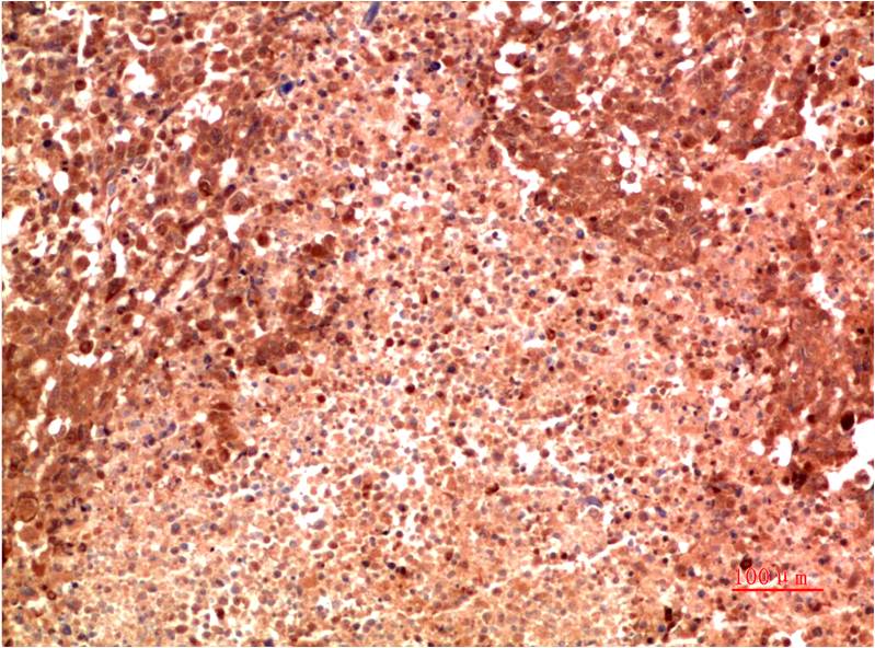 p38 Monoclonal Antibody (8C11)