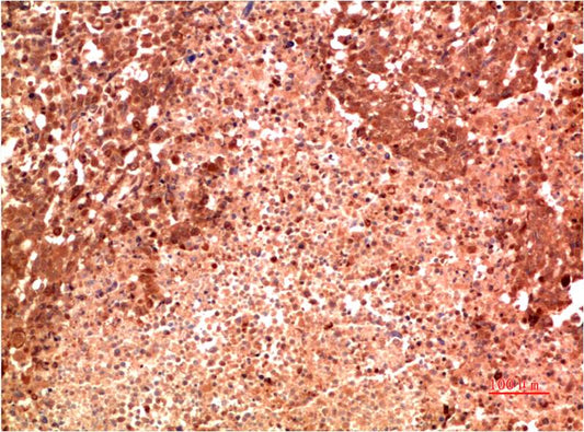 p38 Monoclonal Antibody (8C11)