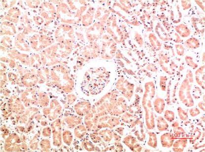 Collagen IV Monoclonal Antibody (8E5)