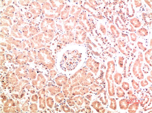 Collagen IV Monoclonal Antibody (8E5)