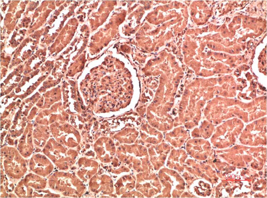 Collagen IV Monoclonal Antibody (5E10)