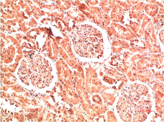 Collagen IV Monoclonal Antibody (4D1)