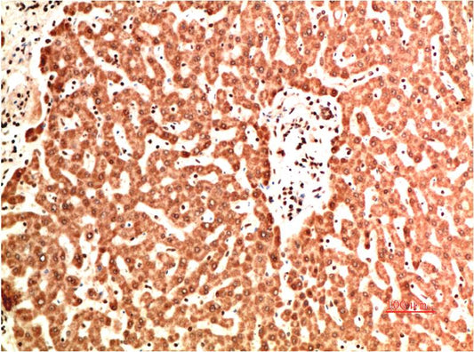 Collagen IV Monoclonal Antibody (9A7)