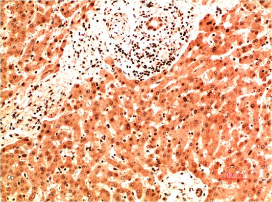 Collagen IV Monoclonal Antibody (8G3)