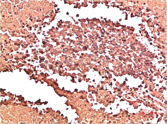Collagen II Monoclonal Antibody (9F11)